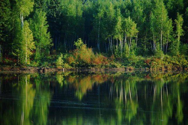 森林生態(tài)系統(tǒng)——森林生態(tài)系統(tǒng)的主要類型、特點和生產(chǎn)力（二）