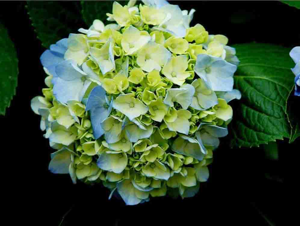 八仙??.jpg 八仙??.jpg