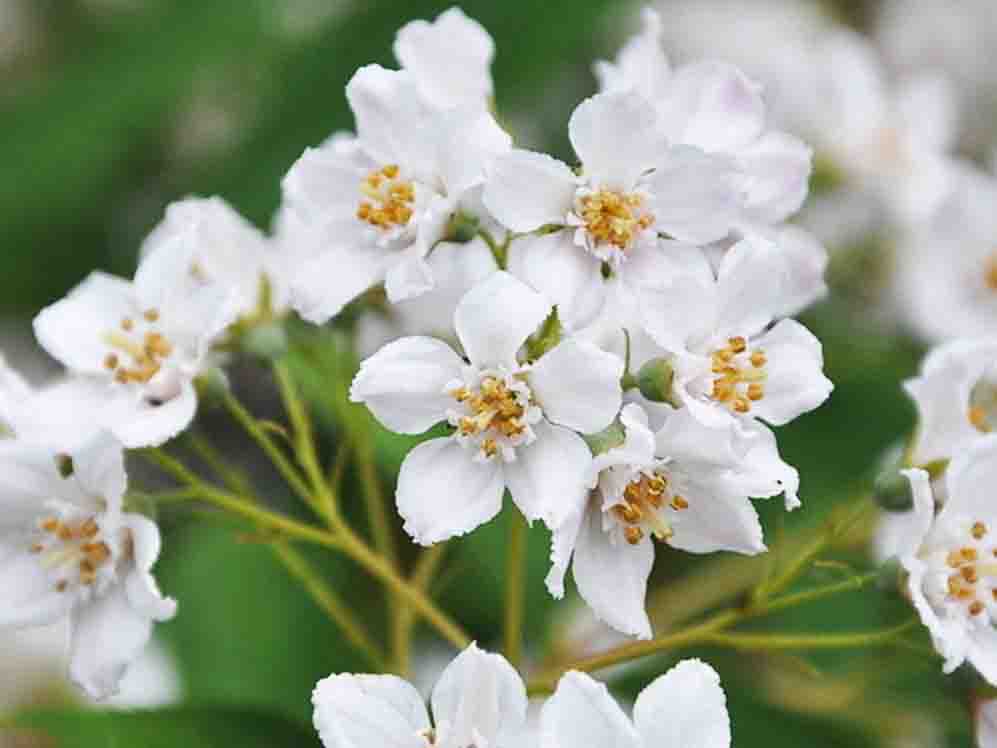 溲疏1.jpg 溲疏1.jpg