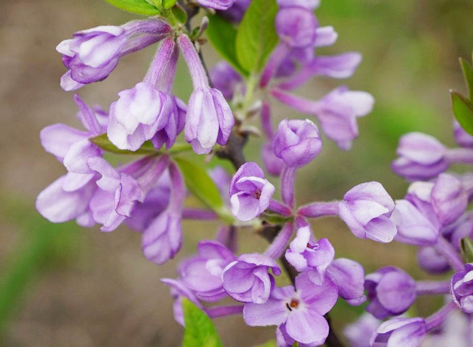 timg (1).jpg timg (1).jpg