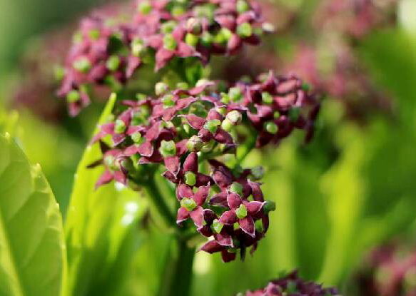 東瀛珊??1.jpg 東瀛珊??1.jpg