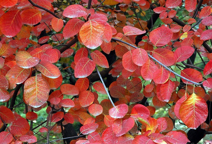 黃櫨11.jpg 黃櫨11.jpg