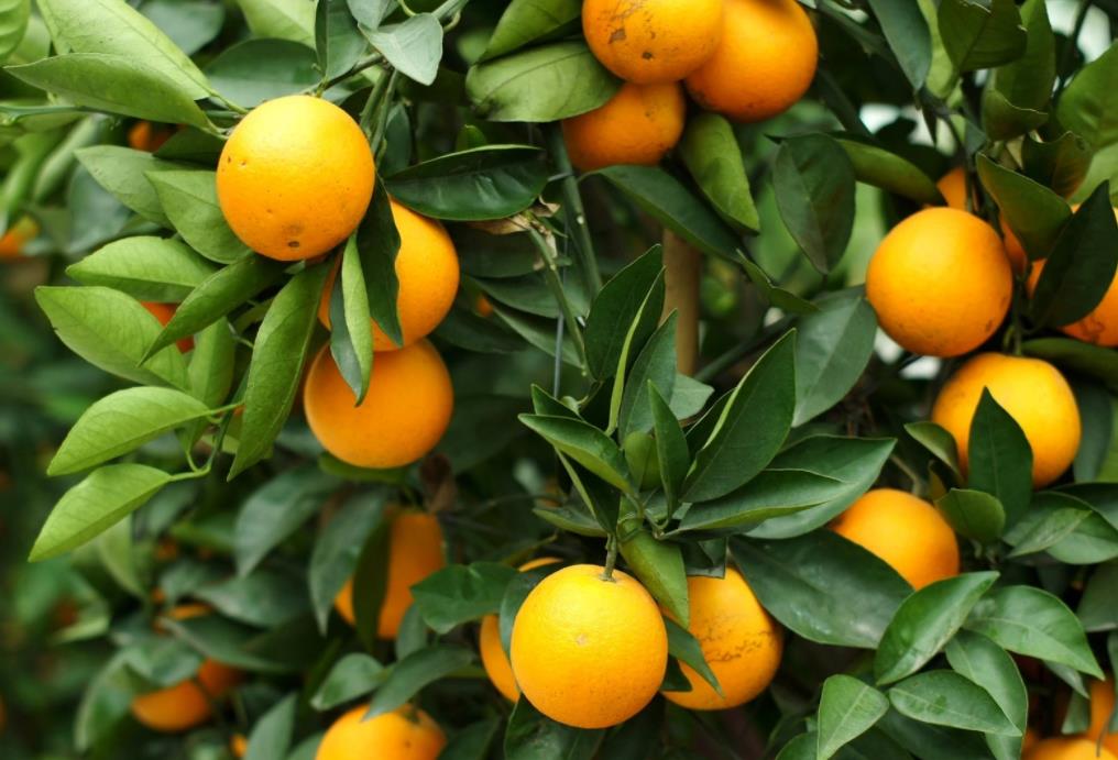 甜橙11.jpg 甜橙11.jpg